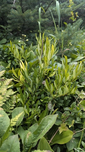 Labrador willow (Salix argyrocarpa)
