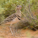 Double-banded Courser - Photo (c) Jo Mur, some rights reserved (CC BY-NC-ND)