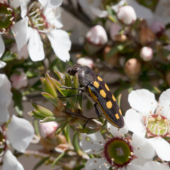 Castiarina xanthopilosa