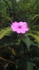 Impatiens platypetala