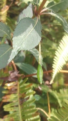 Impatiens platypetala