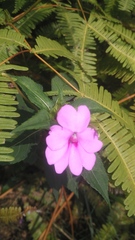Impatiens platypetala