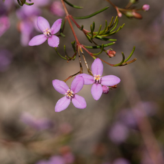 Boronia filifolia