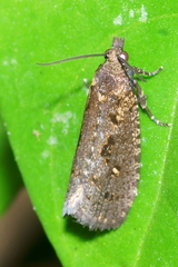 Cryptaspasma querula