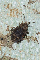 Syrphetodes marginatus