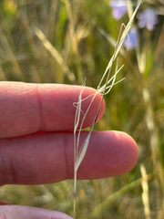 Hesperostipa curtiseta, photograph author not stated, no rights reserved