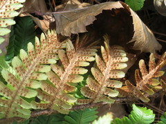 Dryopteris crassirhizoma