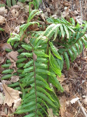 Dryopteris crassirhizoma