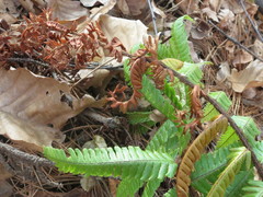 Dryopteris crassirhizoma