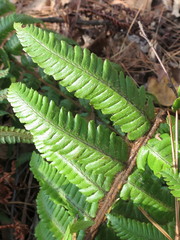 Dryopteris crassirhizoma