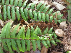 Dryopteris crassirhizoma