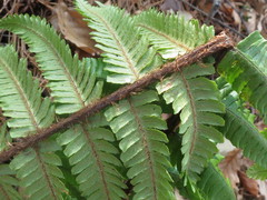 Dryopteris crassirhizoma