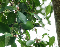 Chloropsis aurifrons