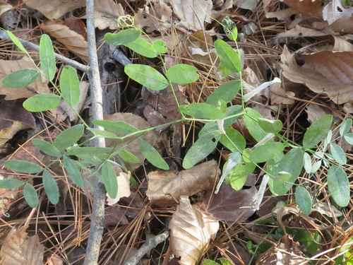 Image of Amur Vetch (Vicia amurensis) by (c) Repina Tatyana, some rights reserved (CC BY)