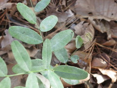 Vicia amurensis