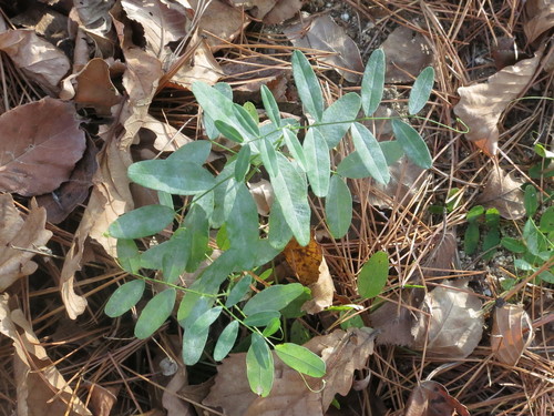 Image of Amur Vetch (Vicia amurensis) by (c) Repina Tatyana, some rights reserved (CC BY)