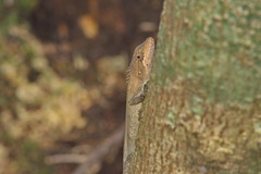 Pseudocalotes microlepis