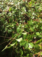 Linnaea borealis longiflora