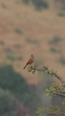 Emberiza goslingi
