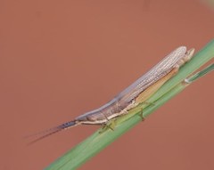 Acrididae