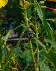 Phidippus arizonensis
