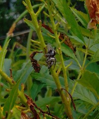 Phidippus arizonensis