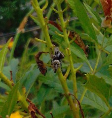 Phidippus arizonensis