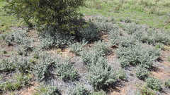 Solanum elachophyllum