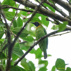 Chloropsis aurifrons