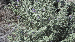 Solanum elachophyllum
