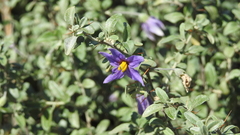 Solanum elachophyllum