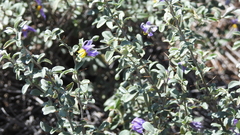 Solanum elachophyllum