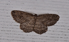 Zermizinga sinuata