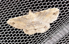 Scioglyptis lithenopa