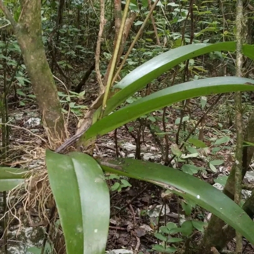 spotted mule-ear orchid