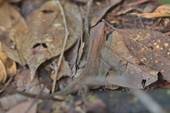 Pseudocalotes microlepis