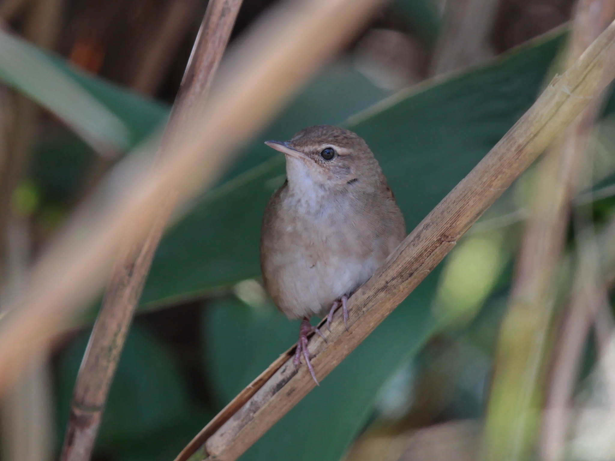 Baikal Bush Warbler