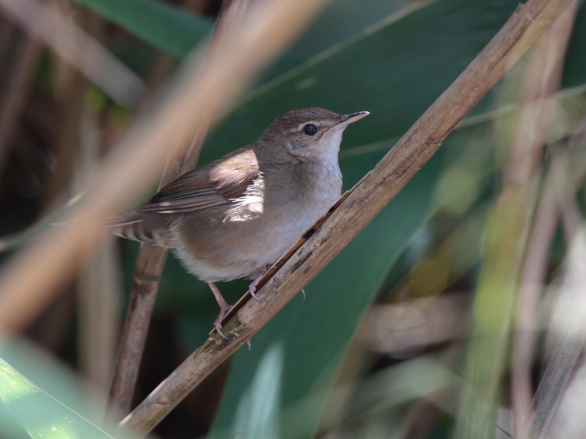 Baikal Bush Warbler