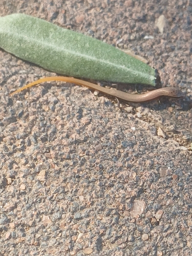 Rueppel’s Snake-eyed skink, Ablepharus rueppellii