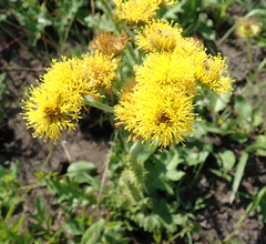 Berkheya umbellata