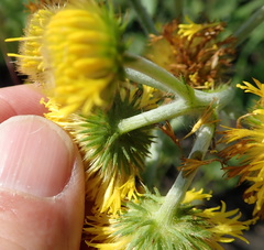 Berkheya umbellata