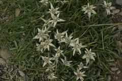 Leontopodium