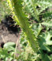 Berkheya umbellata