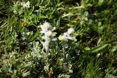 Leontopodium