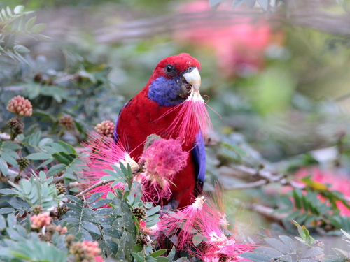 Tropical Crimson Rosella (Platycercus elegans nigrescens)