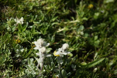 Leontopodium