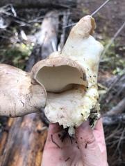 Albatrellaceae