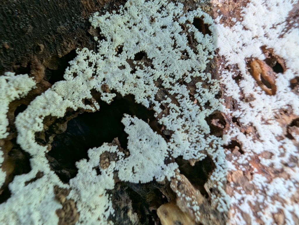 Henningsomyces candidus · August 2025 · photo: © atsushi_nakajima_cirque (iNaturalist, cc-by)