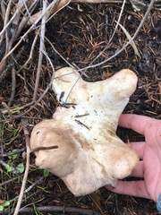 Albatrellaceae