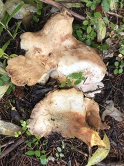 Albatrellaceae